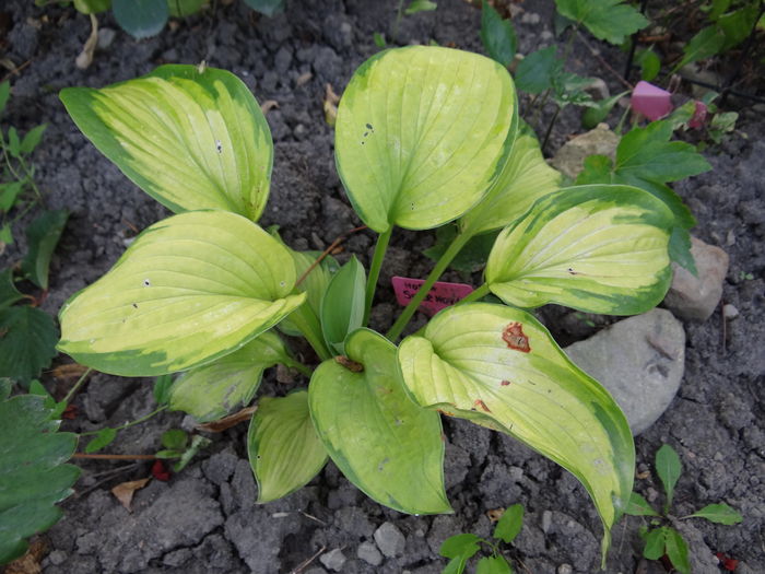 hosta  Super Nova