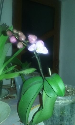 20160318_194803 - Orhidee