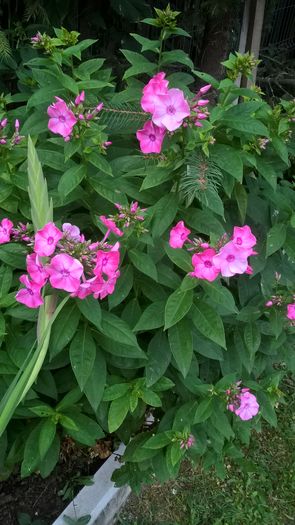 WP_20160726_20_35_13_Pro - Phlox 2016