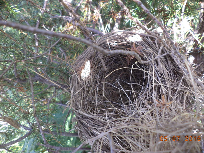 DSC00009 - ALPINELE din Toplita  plante si locuri frumoase