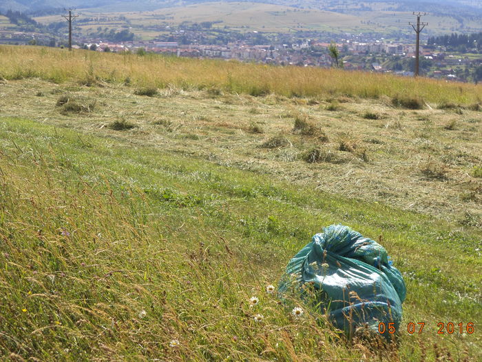 DSC00016 - ALPINELE din Toplita  plante si locuri frumoase