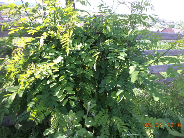 DSC00021 - ALPINELE din Toplita  plante si locuri frumoase