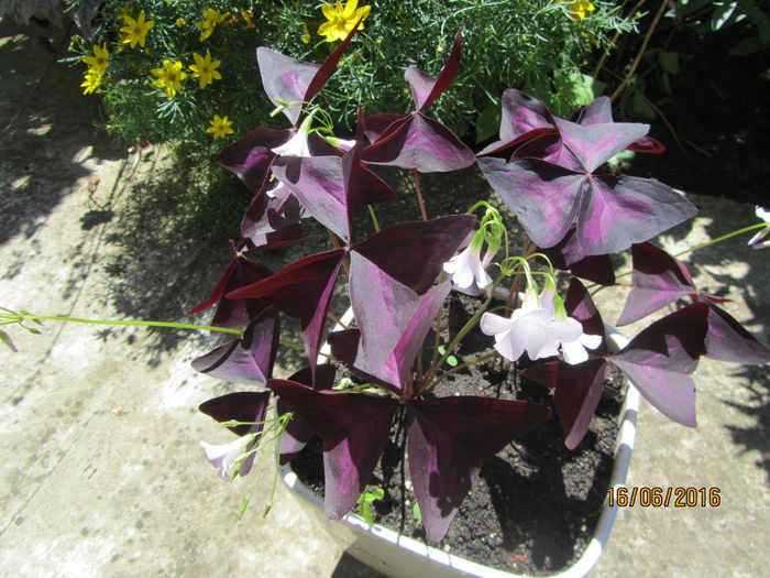Oxalis - Flori de gradina-2016-Vara