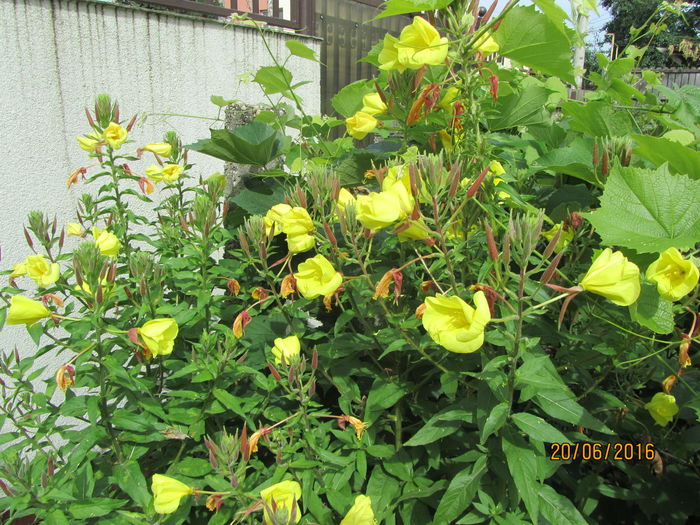 Oenothera biennis - Flori de gradina-2016-Vara