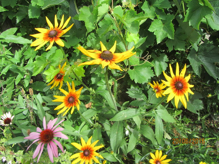 Rudbeckia - Flori de gradina-2016-Vara