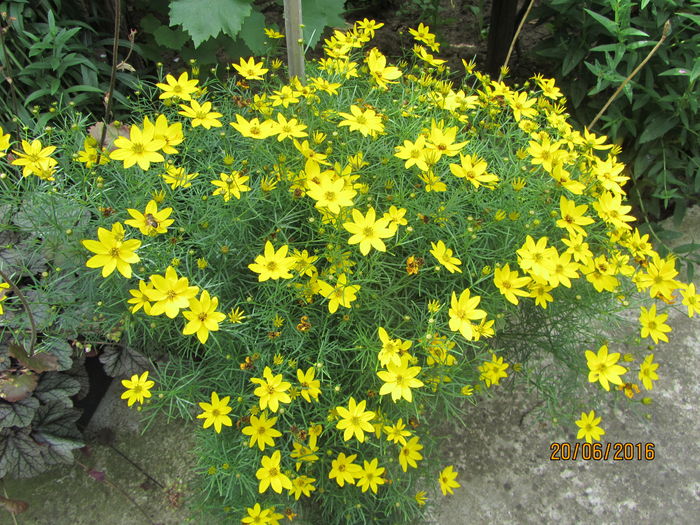 Coreopsis verticilata - Flori de gradina-2016-Vara