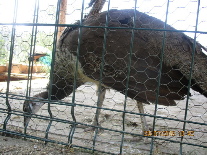 IMG_4977 - Manastirea Barsana