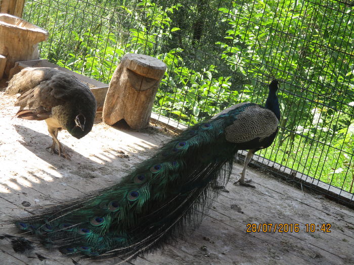 IMG_4978 - Manastirea Barsana