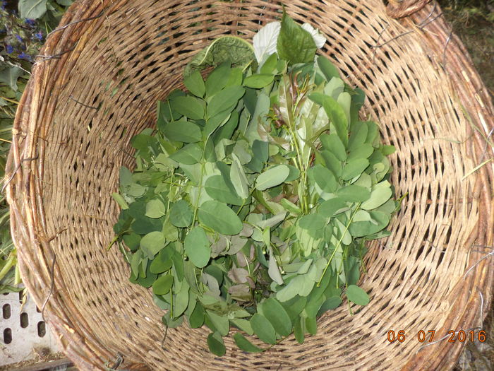 DSC00054 - ALPINELE din Toplita  plante si locuri frumoase