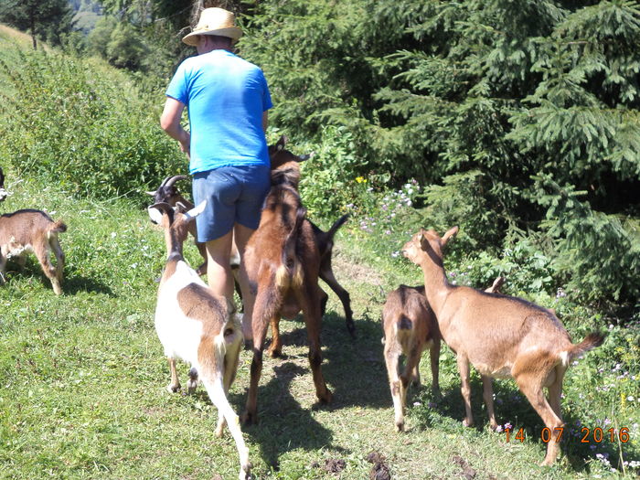 DSC00009 - ALPINELE din Toplita  plante si locuri frumoase