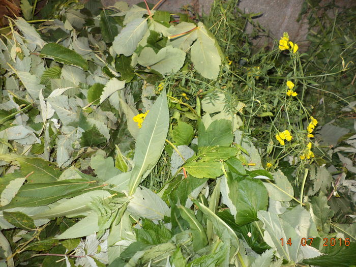 DSC00046 - ALPINELE din Toplita  plante si locuri frumoase