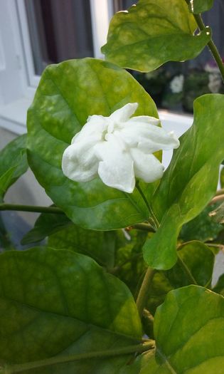 002 - Jasminum Made Of Orleans