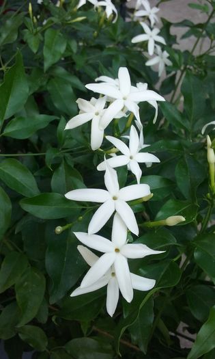 008 - Jasmin Azoricum