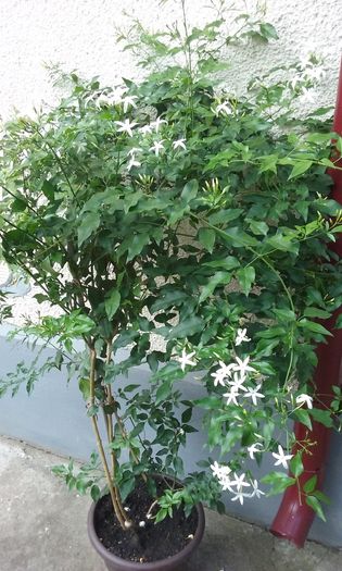 010 - Jasmin Azoricum