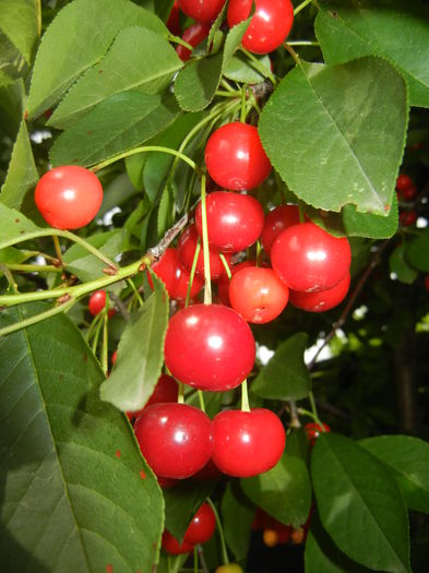 Sour Cherries. Visine (2016, June 12) - Sour Cherry Tree_Visin