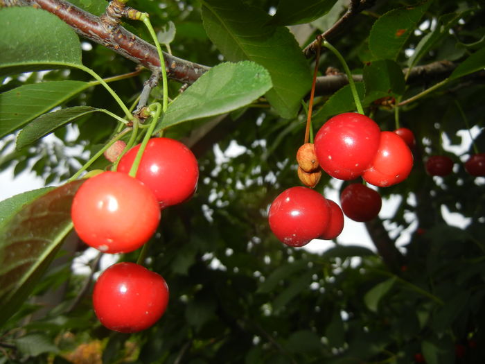 Sour Cherries. Visine (2016, June 12) - Sour Cherry Tree_Visin