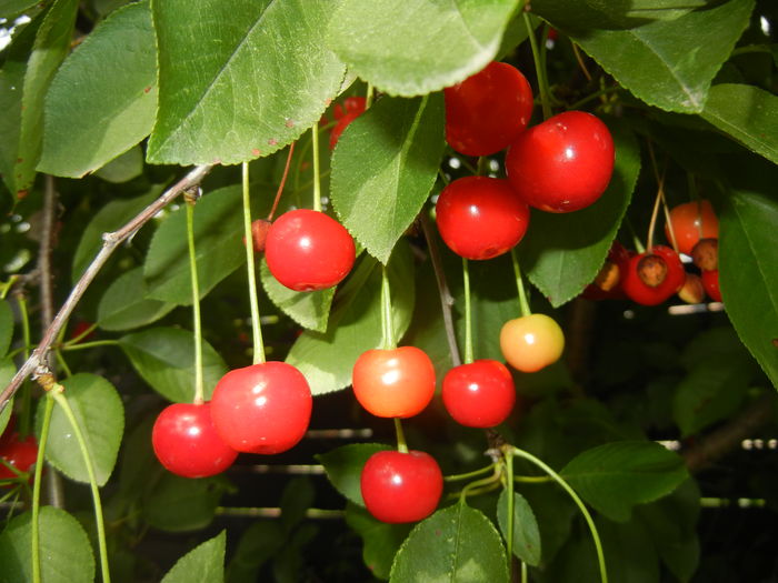 Sour Cherries. Visine (2016, June 12) - Sour Cherry Tree_Visin