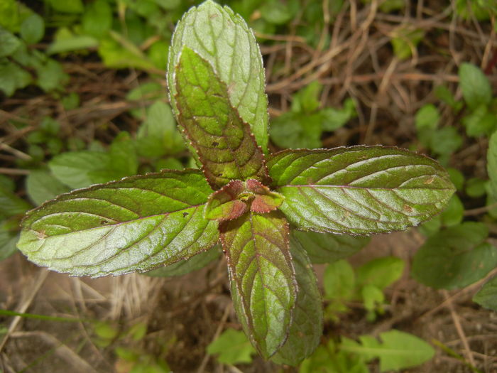 Chocolate Mint (2016, May 10)