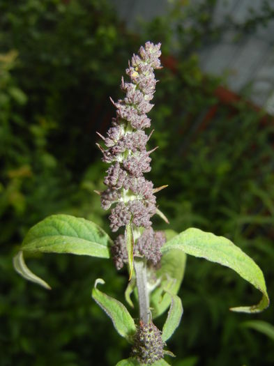 Buddleja davidii Purple (2016, Jun.12)