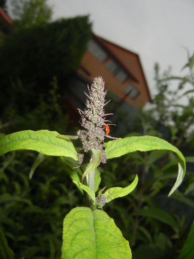 Buddleja davidii Purple (2016, Jun.12)