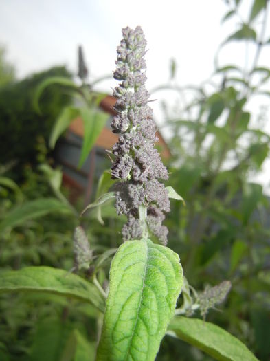 Buddleja davidii Purple (2016, Jun.12)