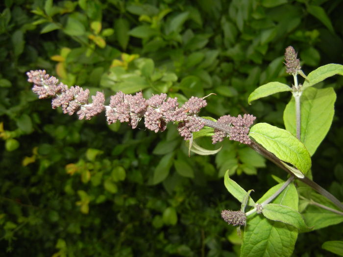 Buddleja davidii Purple (2016, Jun.12) - Buddleja Purple