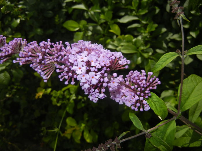 Buddleja davidii Purple (2016, Jun.19) Buddleja davidii Purple (2016, Jun.19)