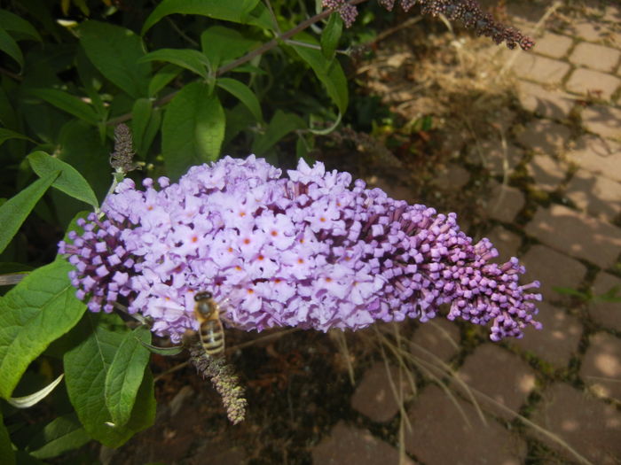 Buddleja davidii Purple (2016, Jun.19) Buddleja davidii Purple (2016, Jun.19)