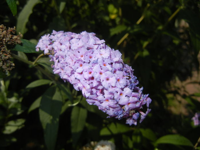 Buddleja davidii Purple (2016, Jul.14)