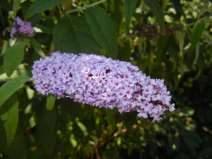 Buddleja davidii Purple (2016, Jul.14) - Buddleja Purple