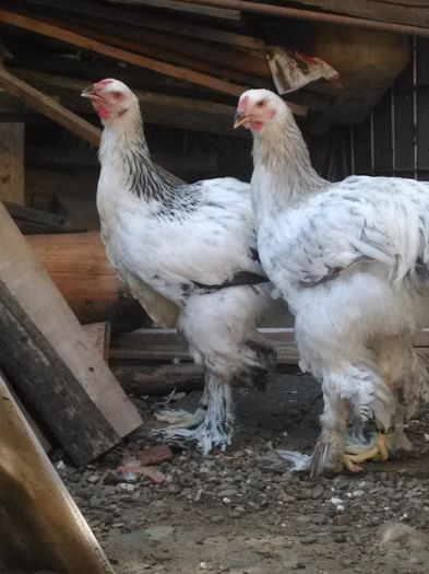 IMG_20160801_104417 - Pui 2016 Somon