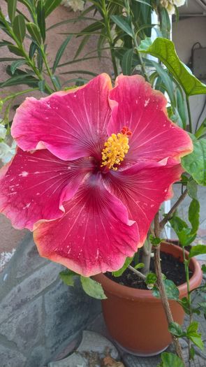 WP_20160801_13_03_33_Pro - Hibiscus Lily Torbert