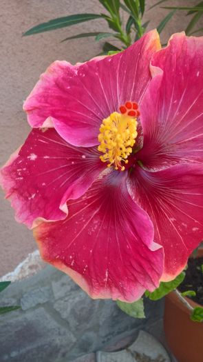 WP_20160801_13_03_38_Pro - Hibiscus Lily Torbert