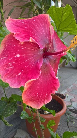 WP_20160801_13_03_55_Pro - Hibiscus Lily Torbert