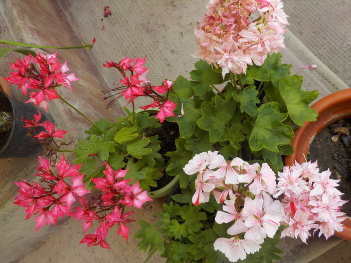 DSCN1112[1] - muscate