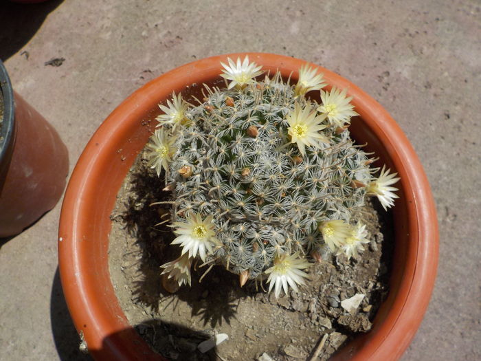 mammillaria duwei