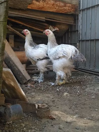 13883779_1152203074802579_727711543_n - Pui 2016 Somon