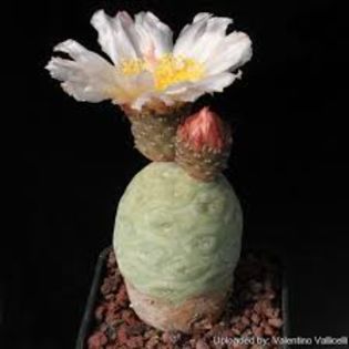 Tephrocactus alexanderi v. geometricus - Whish list pentru viata urmatoare1
