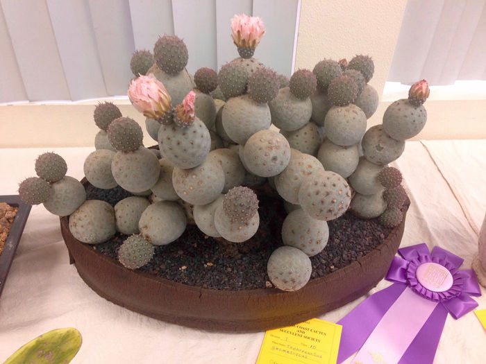 Tephrocactus alexanderi v. geometricus