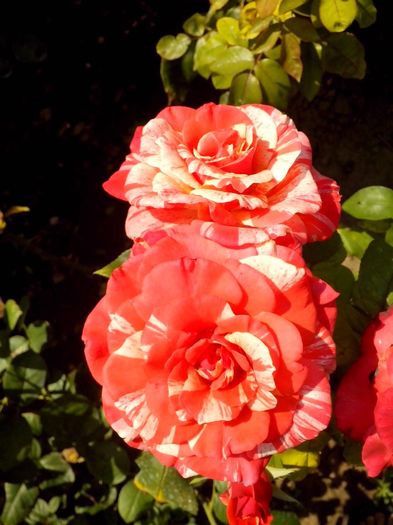 nr 31 - 0 TRANDAFIRI DIMOV 2016