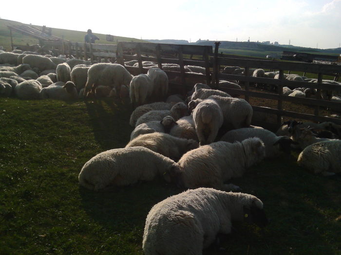 IMG_20150902_175420 - OILE