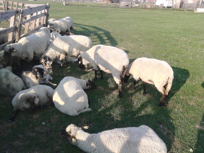 IMG_20150902_175657 - OILE