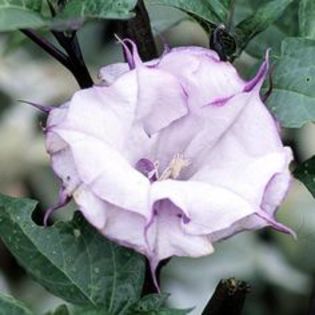 better - CUMPAR DATURA SI BRUGMANSIA