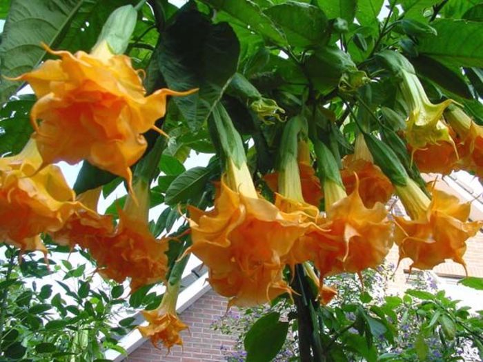 Brugmansia-Langenbuscher-Garten33 - CUMPAR DATURA SI BRUGMANSIA