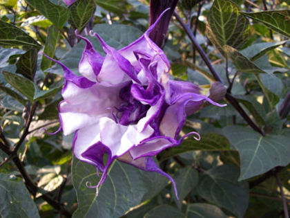 Datura-metel-Cornucopia-flower-1-JWC - CUMPAR DATURA SI BRUGMANSIA