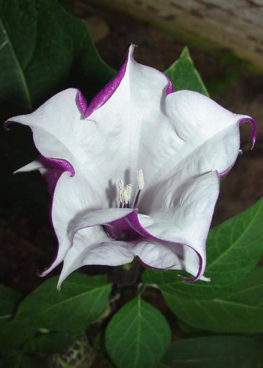 e9ec66074cf27d98517d8b55695d75ec - CUMPAR DATURA SI BRUGMANSIA