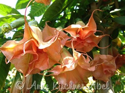 gallery_22_307_65151