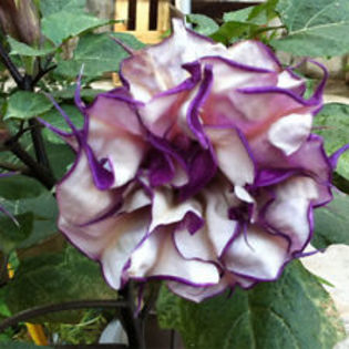 purple mandala - CUMPAR DATURA SI BRUGMANSIA