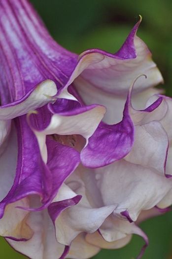 simply beautyful - CUMPAR DATURA SI BRUGMANSIA