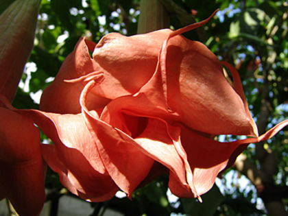 text_angels_inspiration_n